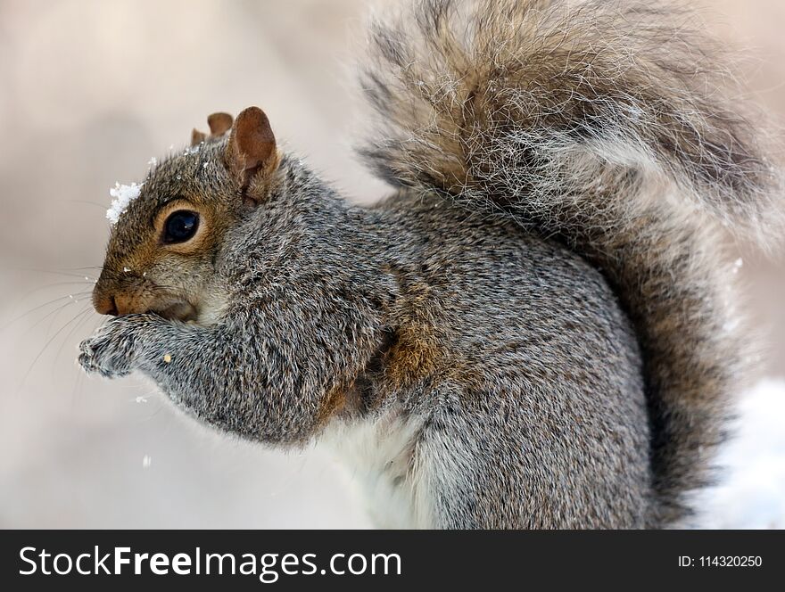 Cute Squirrel looking on wooden fence in spring in Michigan. Cute Squirrel looking on wooden fence in spring in Michigan