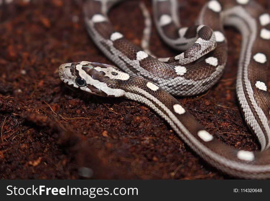 Portrait of a beautiful corn snake