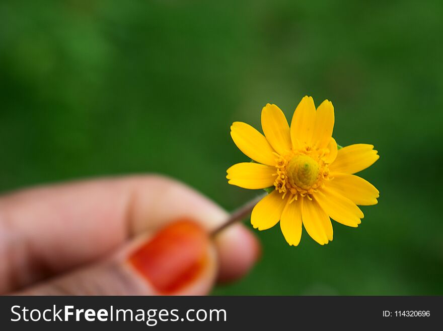 Asian Girl Finger Hold Little Yellow Flower With Green Blur Background. Asian Girl Finger Hold Little Yellow Flower With Green Blur Background