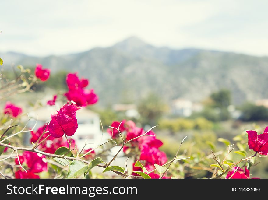 Close-Up Photography Of Pink Bougainvillea