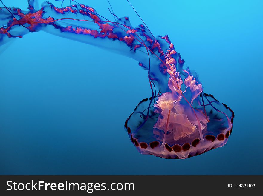 Purple and Pink Jelly Fish