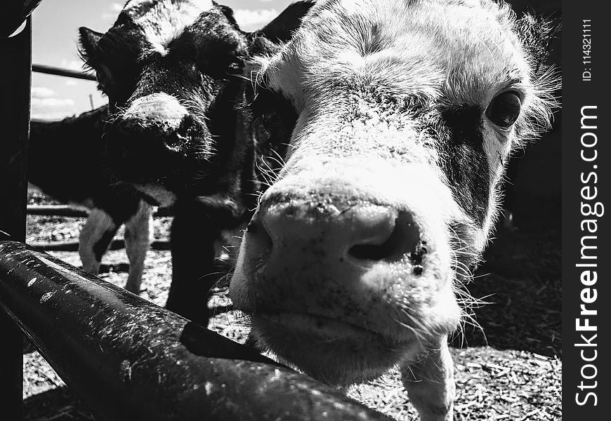 Grayscale Photograph of Two Cows