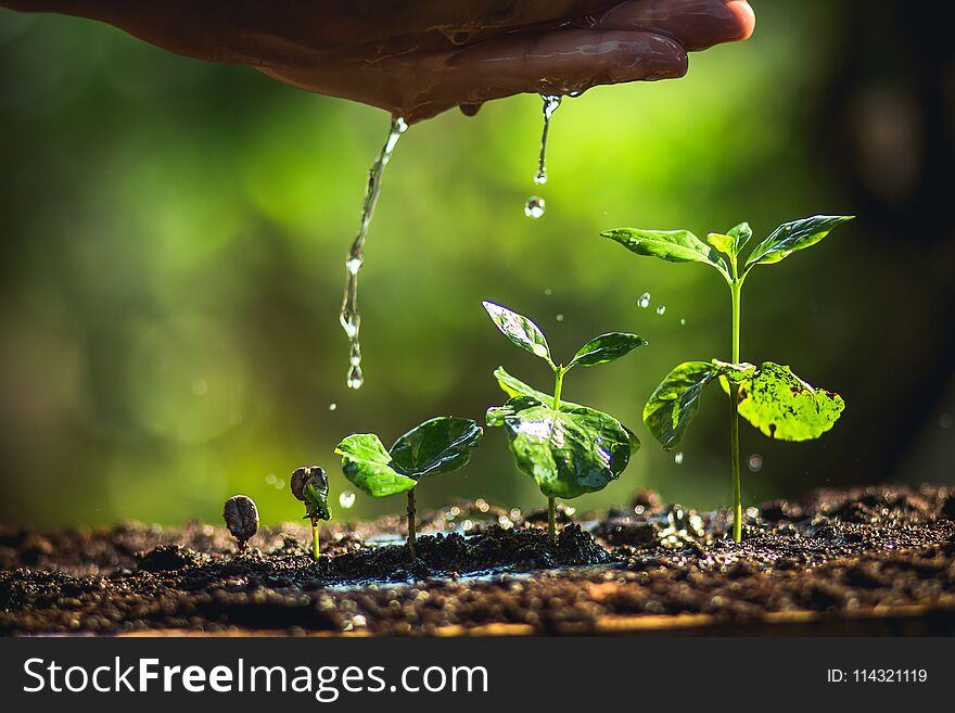 Coffee seed tree sapling in nature green Growing Coffee Beans Watering sapling Natural light