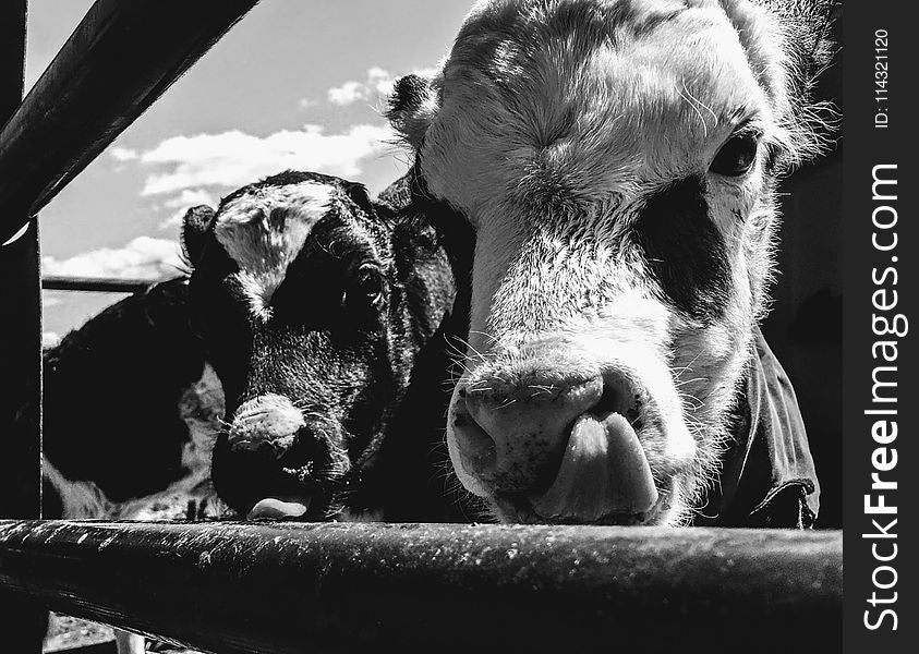 Grayscale Photo Of Cows