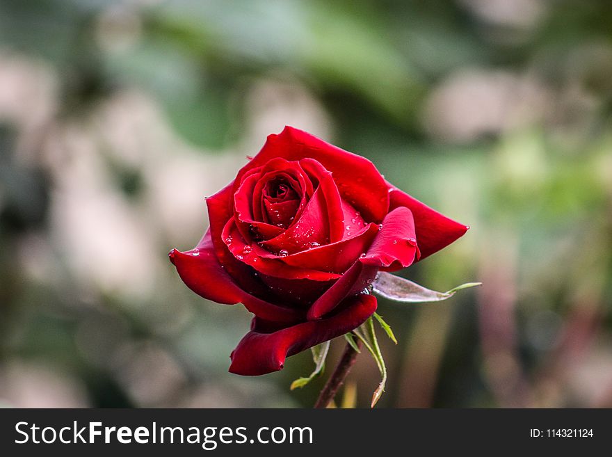 Bokeh Photography Of Red Rose