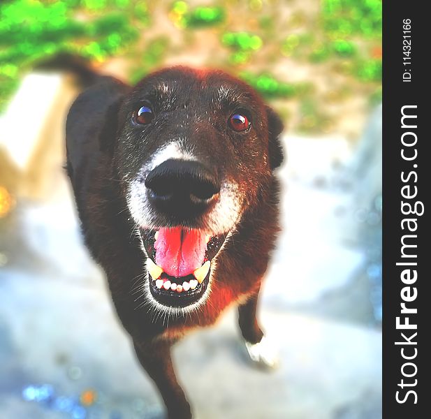 Selective Focus Photography Of Black Short-coat Dog