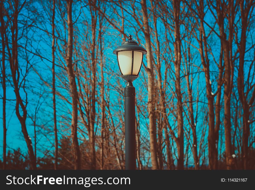 Black Lamp Post Near Leafless Trees