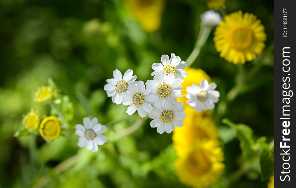 Shallow Photography Of White Flowers