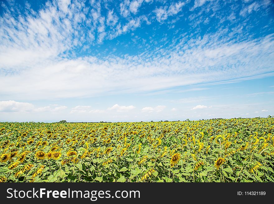 Sunflower Filed