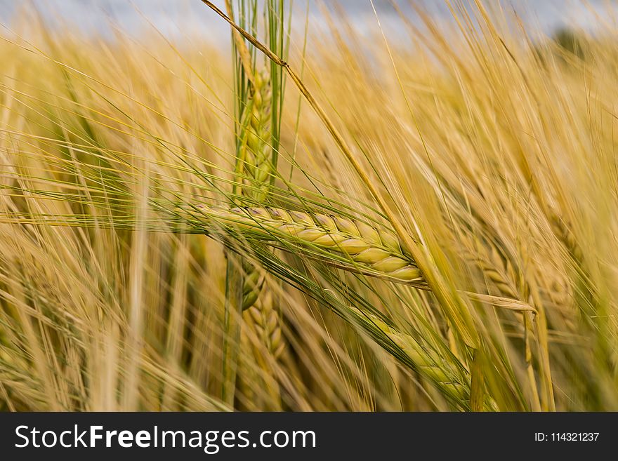 Close Photo Of Paddy Plant