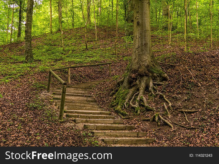 Concrete Stairs Beside Uprooted Tree On Forest