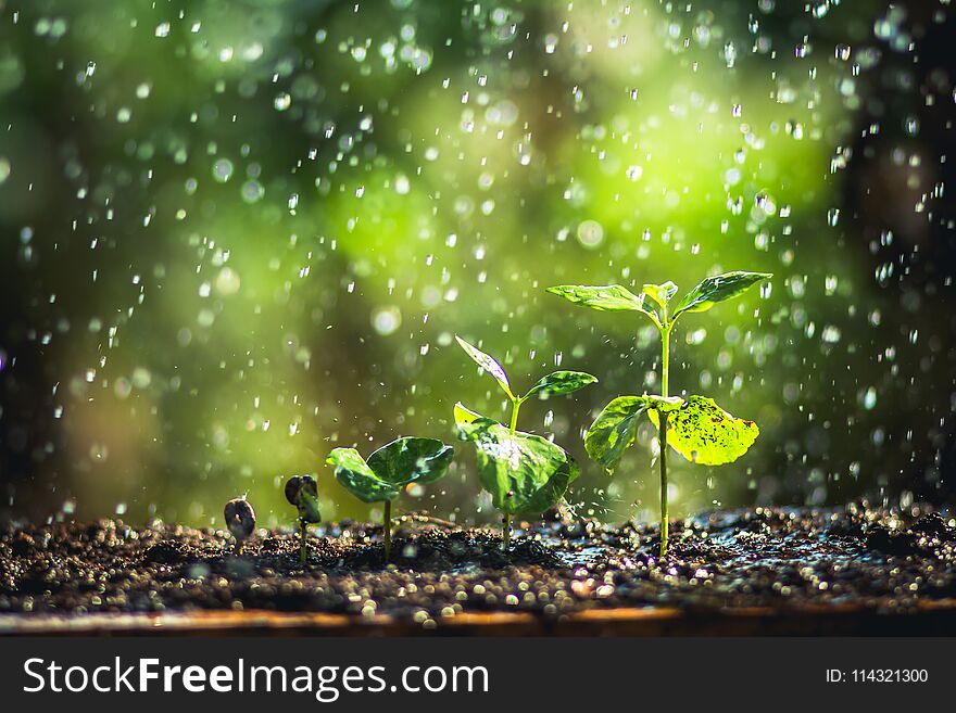 Coffee seed tree sapling in nature green Growing Coffee Beans Watering sapling Natural light