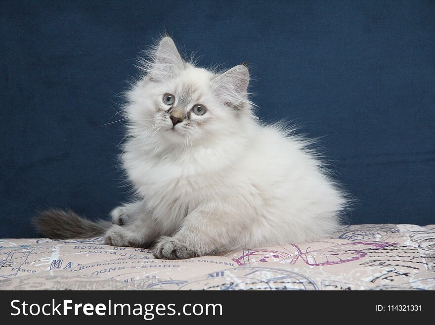 A kitten of neva masquerade cat one of the most popular breed. A kitten of neva masquerade cat one of the most popular breed