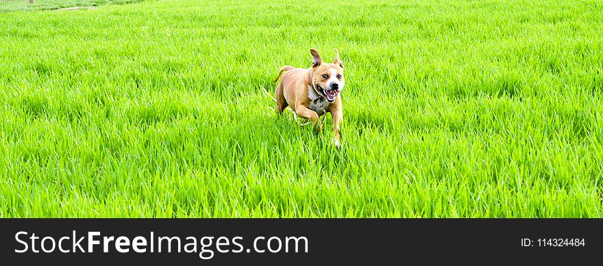 American Staffordshire Terrier Dog Running On Wheat Field