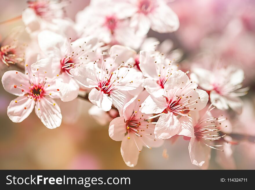Apricot tree in spring with beautiful flowers. Gardening. Selective focus.