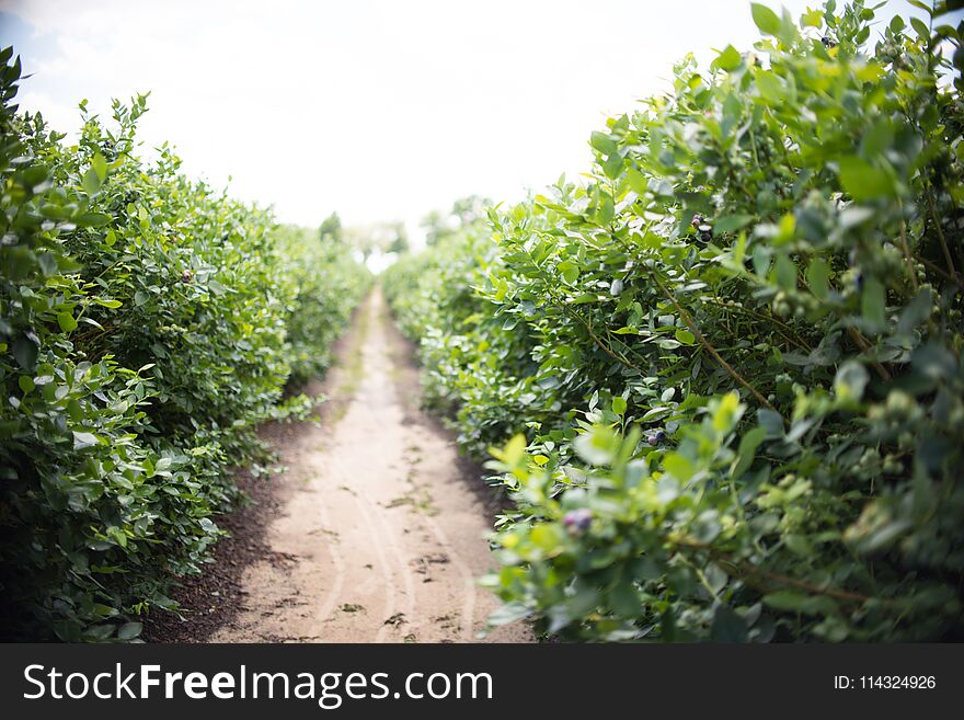 Field Of Blueberries At A Farm