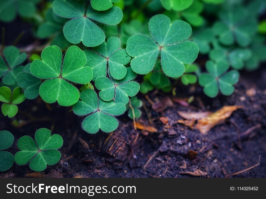 Green background with three-leaved shamrocks. St. Patrick& x27;s day holiday symbol. Green background with three-leaved shamrocks. St. Patrick& x27;s day holiday symbol.