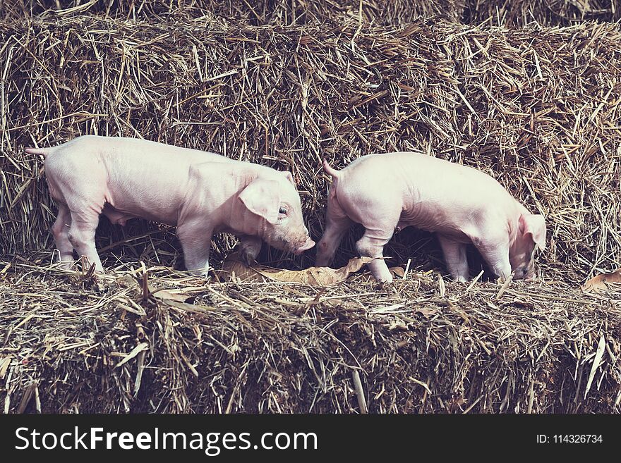 The lifestyle of the farm in the countryside,the little pigs on straw in rural farms