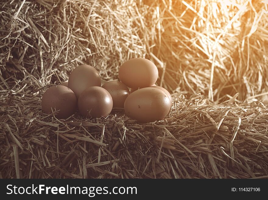 The lifestyle of the farm in the countryside, fresh eggs from th