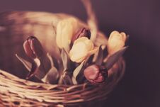 Spring Floral Background. Beautiful Tulip Flowers In A Wicker Basket. Royalty Free Stock Image