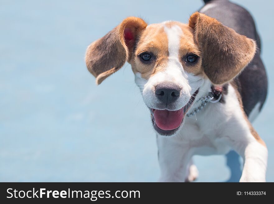 A dog running happily in the dog park showing off a happy and cute face. A dog running happily in the dog park showing off a happy and cute face