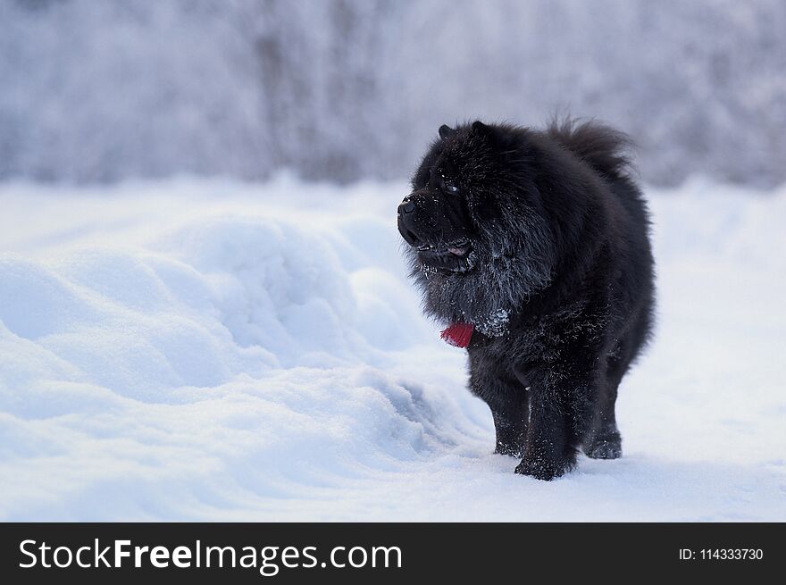 Long-haired Chow-chow Dog.