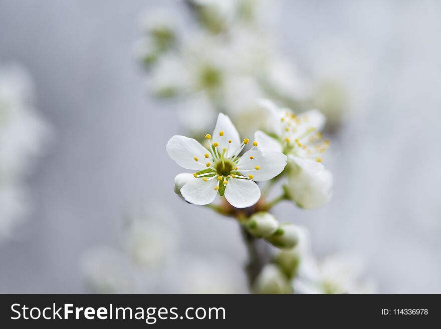 Beautiful Flowering fruit trees with blurred background. Spring garden.