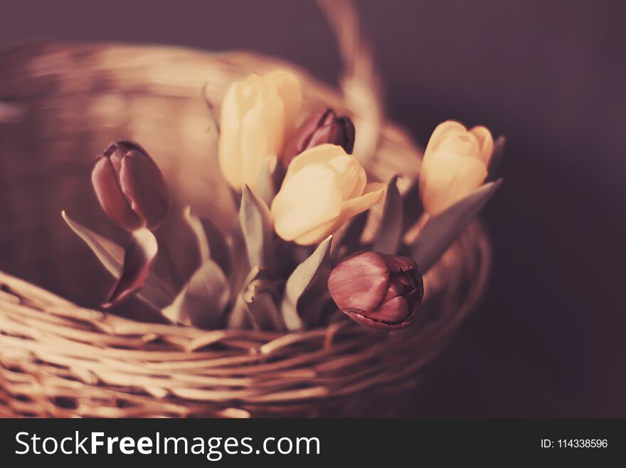 Spring floral background. Beautiful tulip flowers in a wicker basket.