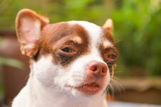 Dog Playing Outside And Dog Looking Royalty Free Stock Image Dog Playing Outside And Dog Looking Royalty Free Stock Image