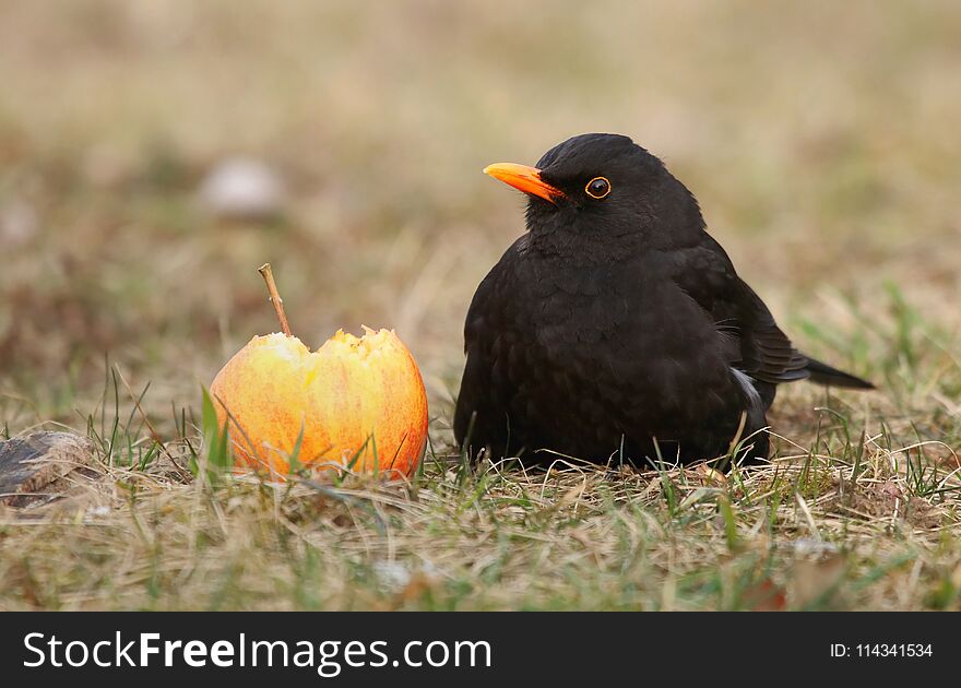 European blackbird Turdus merula