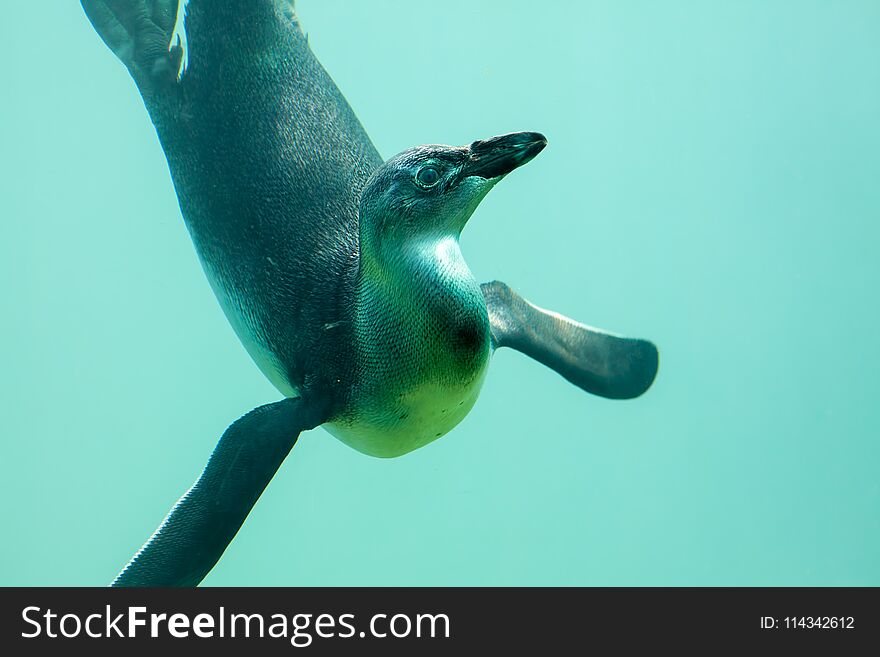 Bird fish. Curious penguin swimming underwater showing a fish-like irridescence. Evolution of feathers and scales. Bird fish. Curious penguin swimming underwater showing a fish-like irridescence. Evolution of feathers and scales.