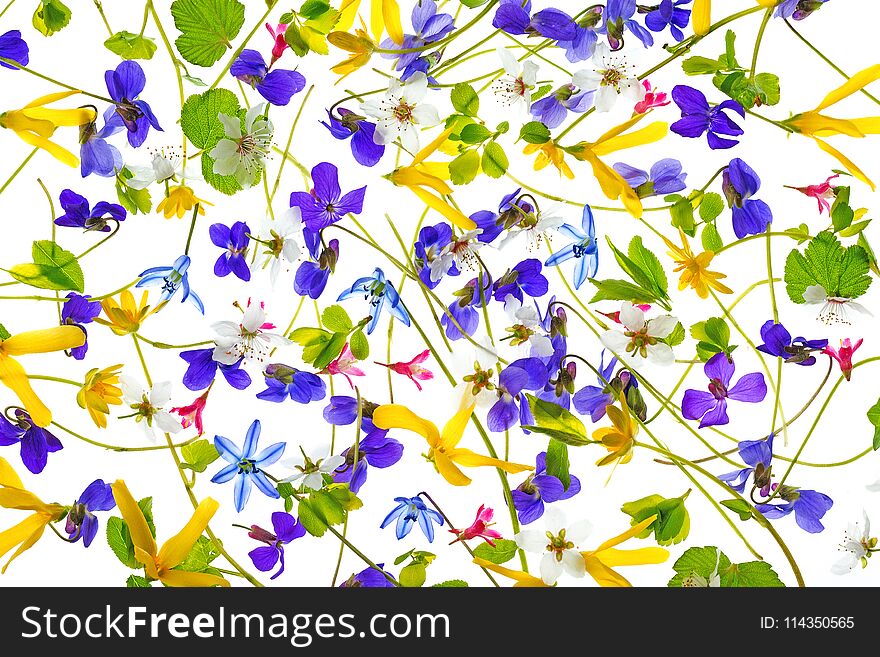 Spring flowers - floral pattern