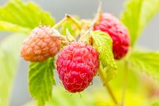 Red Raspberries On A Branch In The Garden, Macro Stock Images Red Raspberries On A Branch In The Garden, Macro Stock Images
