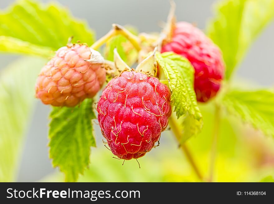 Red Raspberries On A Branch In The Garden, Macro