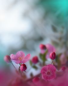 Spring Nature Blossom Web Banner Or Header. Abstract Macro Photo. Artistic Background. Fantasy Design. Colorful Wallpaper. Stock Images