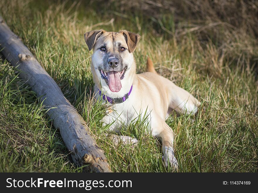 Cute Dog With A Long Tongue On The Grass