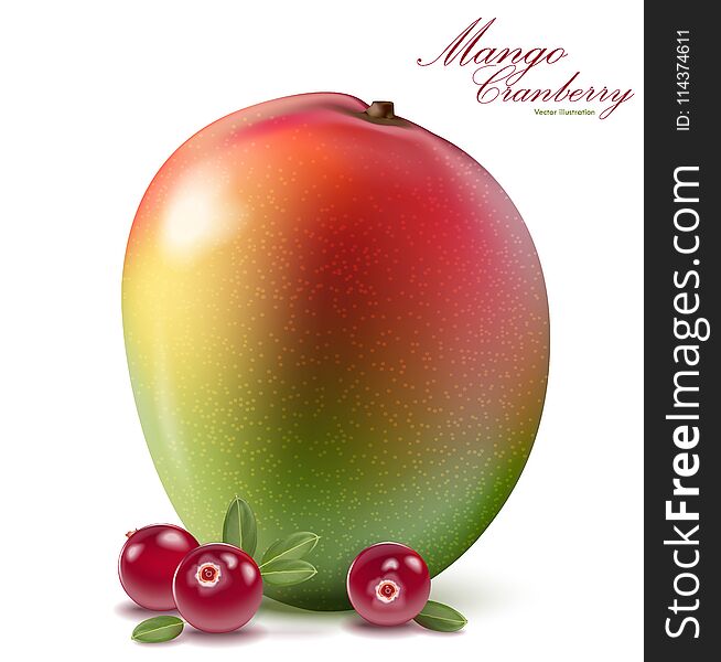 Fresh mango and cranberry design elements isolated on white back