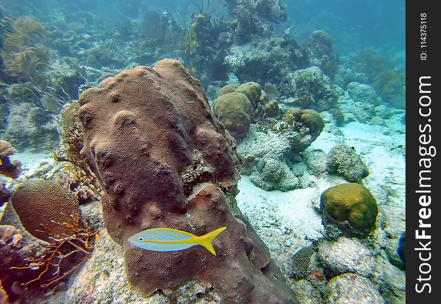 Yellow and silver fish swimming past a coral head off the coast of Ambergris Key, Belize. Yellow and silver fish swimming past a coral head off the coast of Ambergris Key, Belize