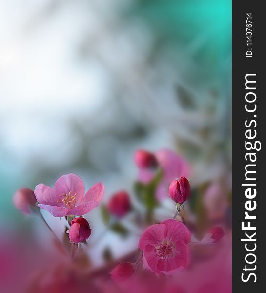 Spring nature blossom web banner or header. Abstract macro photo. Artistic Background. Fantasy design. Colorful Wallpaper.