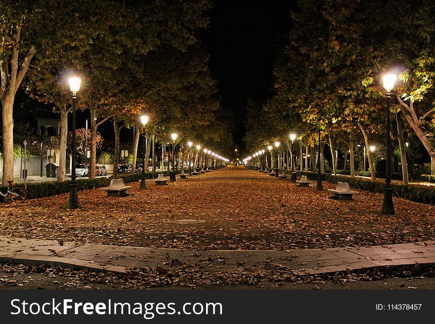 Column Of Lighted Lamp Posts