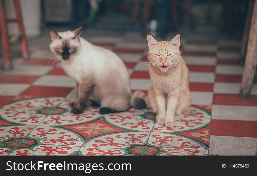 Close-Up Photography of Two Cats