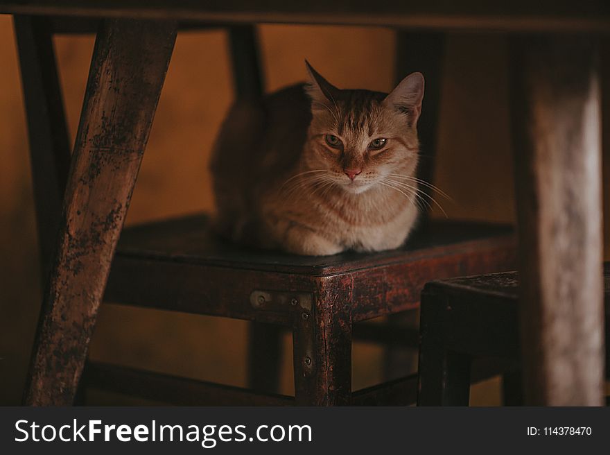 Photography of Orange Tabby Cat on Chair