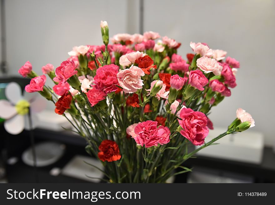 Close Up Photography of Red and Pink Petaled Flowers