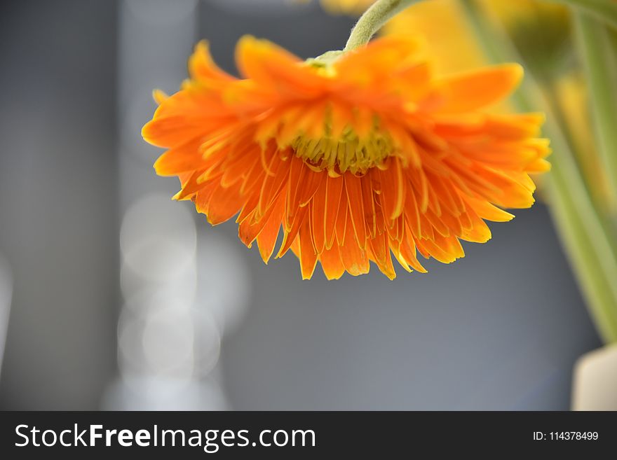 Close-up Photograph of Orange Petaled Flowers