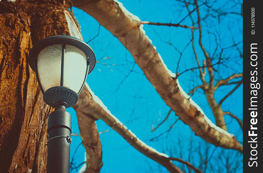 Black Post Lamp Near Tree