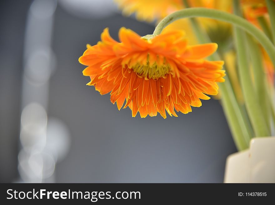 Orange Daisy Flower Selective Focus Photography
