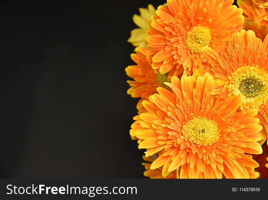 Macro Photography of Orange Flowers