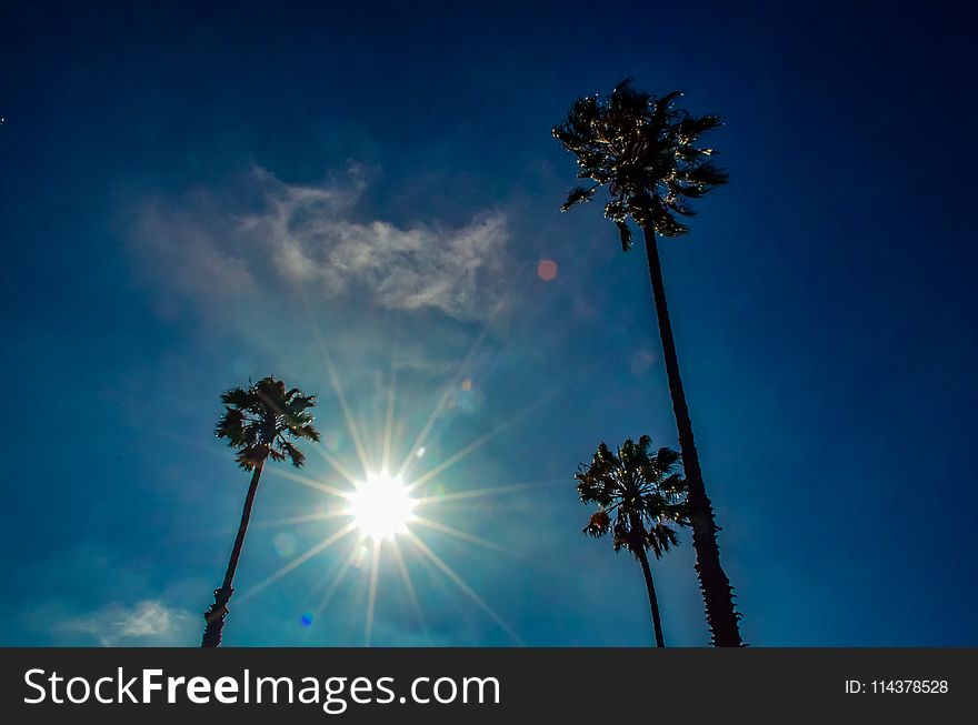 Palm trees under the sun