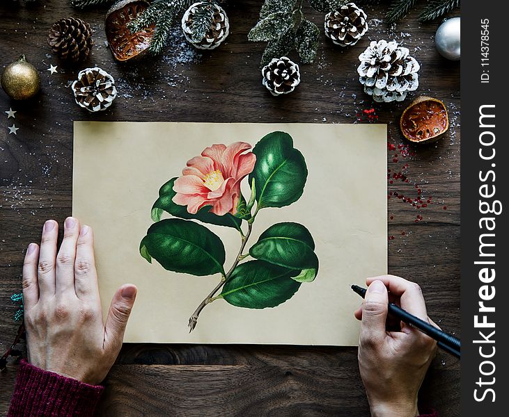 Man Drawing Pink Camellia Flower Beside Brown Pinecones