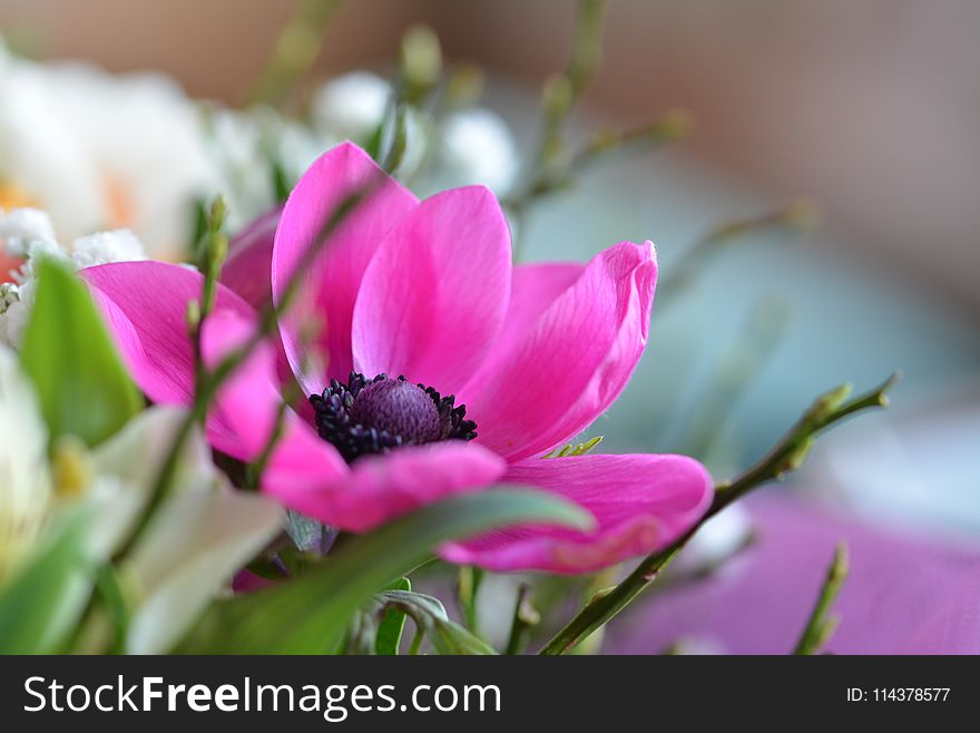 Closeup Photo of Pink Petaled Flower